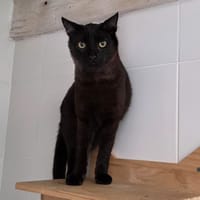 SPEEDY, chat à adopter