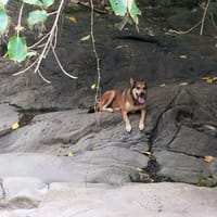 La tendre Demoiselle, chienne à adopter