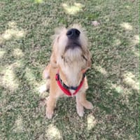 Noisette la joie de vivre, chienne à adopter