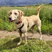 Suzie la belle et douce louloute, chienne à adopter