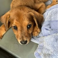 Loki, le plus beau !, chien à adopter