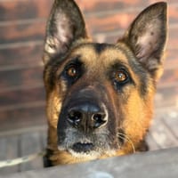 PACO, chien à adopter