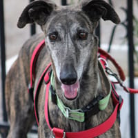 CHORRONA, chienne à adopter