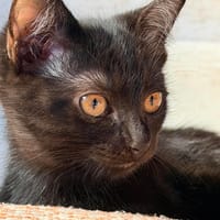 LOUISE CHATONNE NOIR ANGORA, chatte à adopter