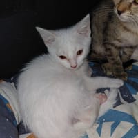 ANGEL CHATON BLANC, chat à adopter