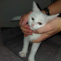 TAIKA CHATON BLANC, chat à adopter