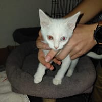 BIANCA CHATONNE BLANCHE, chatte à adopter