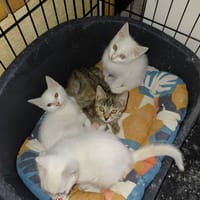 BIANCA CHATONNE BLANCHE, chatte à adopter
