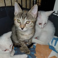 FELIS CHATONNE TIGRE, chatte à adopter