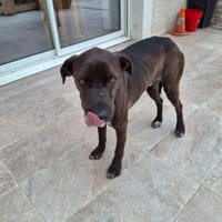 Bounty, chien à adopter