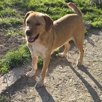 Lucky, chien à adopter