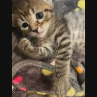LOUNA, chatte à adopter
