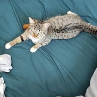 BLUE, chatte à adopter