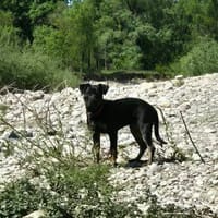 KYRO, chien à adopter