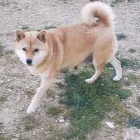 PEARL, chienne à adopter