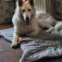WIN, chien à adopter