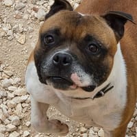 SAM, chien à adopter