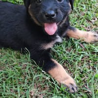 Paris, femelle, X Berger, née le 15/03/2026, chienne à adopter