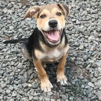 Lucette, femelle, X Berger, née le 05/03/2026, chienne à adopter