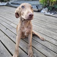 Leny, mâle, X Berger, né le 13/02/2026, chien à adopter