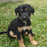 Bella, femelle, X Berger, née le 15/03/2026, chienne à adopter
