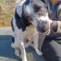 REZ 💙💙💙 anschmiegsam und ruhig, Hund zur Adoption