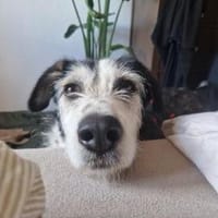 Freundlicher STEVIE sucht sein Zuhause!, Hund zur Adoption
