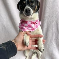 kleiner Sonnenschein sucht Familie, Hündin zur Adoption