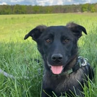 🐾 Maja  sanfte junge Hündin, Hündin zur Adoption