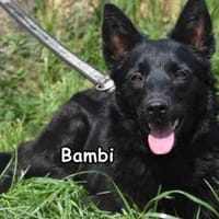 BAMBI, Hündin zur Adoption
