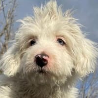 Elli, geb. ca. 08/2025, 24114 Kiel, Hündin zur Adoption