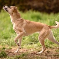 Bonnie - Rohdiamant sucht Zuhause, Hündin zur Adoption