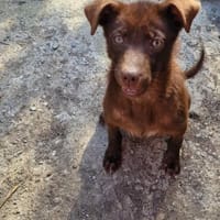Blue, schenkt mir wer ein Zuhause?, Hündin zur Adoption
