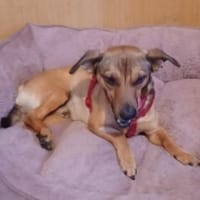 NANO 💙💙💙 sonnig , neugierig , lieb, Hund zur Adoption