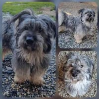 Luis, su. aktive Besitzer, Hund zur Adoption