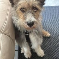 Rocky - auch Seniorengeeignet, Hund zur Adoption