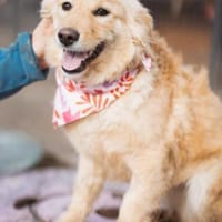 Lisa 💗wartet in 52224 Stolberg auf dich, Hündin zur Adoption