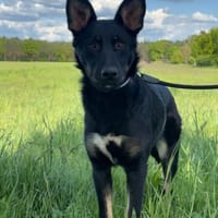 🐾 Kaja  junge, freundliche Hündin, Hündin zur Adoption