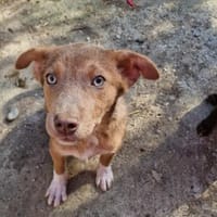 Berti, suche mein Zuhause, Hund zur Adoption