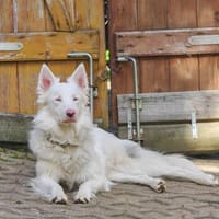 Valentin, Hund zur Adoption