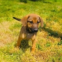 Max sucht ein Körbchen, Hund zur Adoption