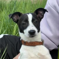 🐾 Elfi  kleine Terriermix-Welpin, Hündin zur Adoption