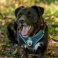 aktiver und kluger OREO, Hund zur Adoption
