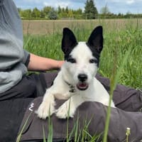 🐾 Elo  fröhlicher kleiner Welpe, Hund zur Adoption