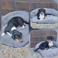 Maxwell sehr menschenbezogen, Hund zur Adoption