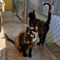 Verspielte, scheue  Katzen Tulip & Rose, Katze zur Adoption