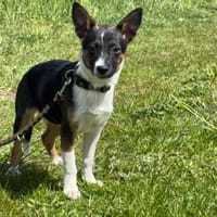🐾 Ella  kleine, freundliche Welpin, Hündin zur Adoption