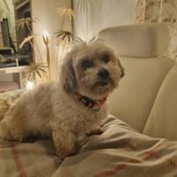 Louie - ein Hund zum Verlieben, Hund zur Adoption