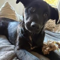 Amela ist bereit für ihr neues Leben, Hündin zur Adoption