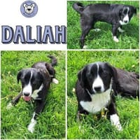 DALIAH -rundum tolles Hundekind-, Hündin zur Adoption
